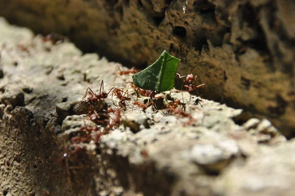 Semut Daun Mengumpulkan Stok Fragmen Daun Untuk Jamur Yang Tumbuh — Stok Foto