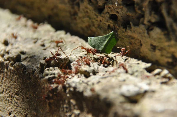 Semut Daun Mengumpulkan Stok Fragmen Daun Untuk Jamur Yang Tumbuh — Stok Foto