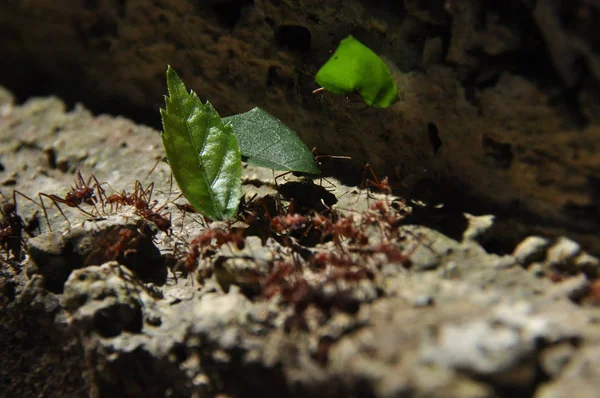 Les Fourmis Coupantes Feuilles Recueillent Bouillon Des Fragments Feuilles Pour — Photo