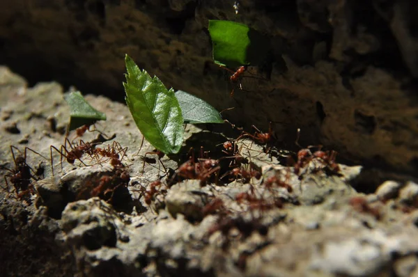 Semut Daun Mengumpulkan Stok Fragmen Daun Untuk Jamur Yang Tumbuh — Stok Foto