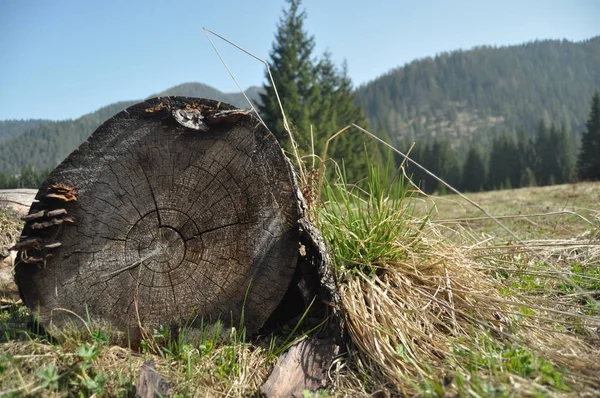 草原の山の中で死んだ木 タトリー山脈にビッグログ — ストック写真