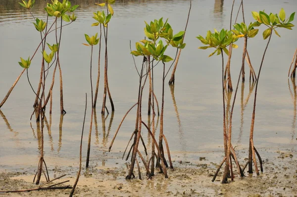 Jonge Mangrove Groeit Van Zoute Water Ondersteunende Wortels Bij — Stockfoto