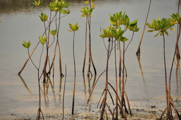 Jonge Mangrove Groeit Van Zoute Water Ondersteunende Wortels Bij — Stockfoto