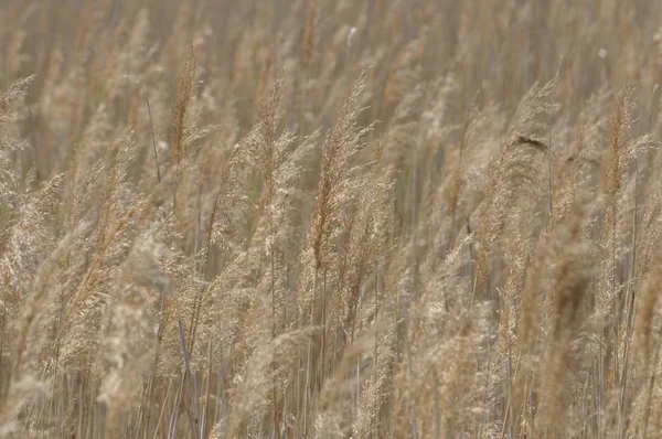 Dry Grass Moving Wind Fish Pool — Stock Photo, Image