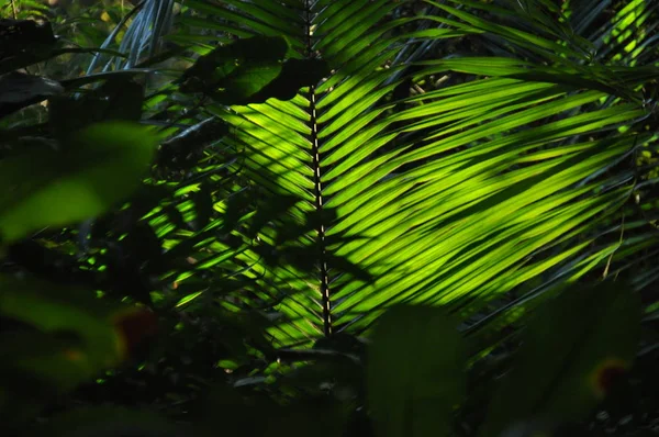 Feuilles Plantes Tropicales Palmiers Soleil Fond Une Forêt Dans Jungle — Photo