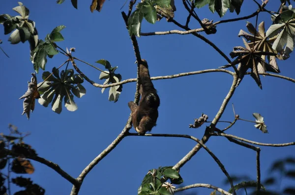 Perezoso Tres Dedos Colgado Árbol Una Selva Centroamérica Panamá — Foto de Stock