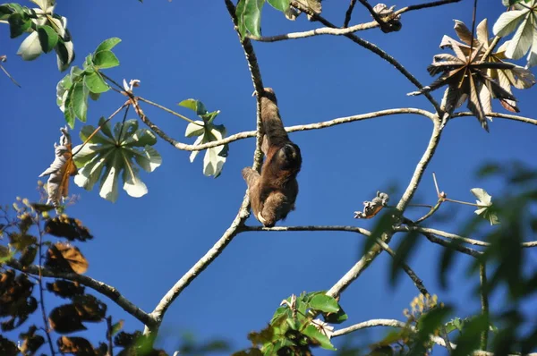 Trzy Fingered Leniwiec Wiszące Drzewa Dżungli Ameryce Środkowej Panama — Zdjęcie stockowe