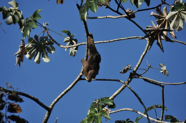 Trzy Fingered Leniwiec Wiszące Drzewa Dżungli Ameryce Środkowej Panama — Zdjęcie stockowe