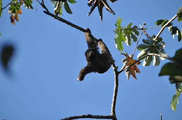 Preguiça Três Dedos Pendurada Numa Árvore Numa Selva América Central — Fotografia de Stock
