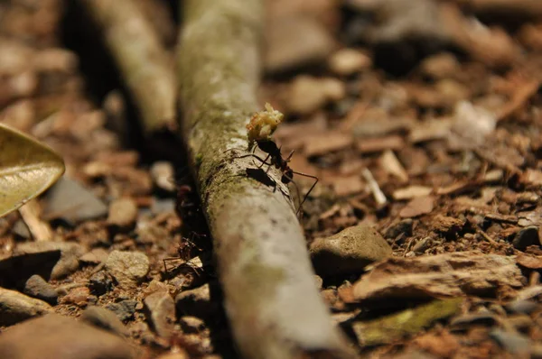 Blatt Schneidende Ameisen Sammeln Brühe Blattfragmente Für Pilze Die Mittelamerikanischen — Stockfoto