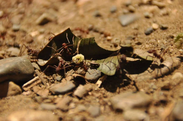 Las Hormigas Cortadoras Hojas Recogen Caldo Fragmentos Hojas Para Cultivo — Foto de Stock