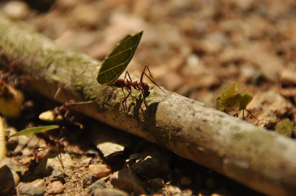 Φύλλα Κοπής Μυρμήγκια Συλλέγουν Απόθεμα Φύλλα Θραύσματα Για Μανιτάρι Που — Φωτογραφία Αρχείου