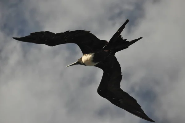 Frigate Pássaro Com Uma Longa Cauda Flutuando Contra Céu — Fotografia de Stock