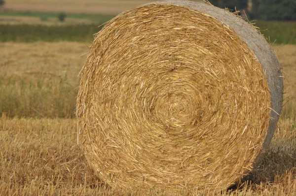 Ernte Auf Den Feldern Strohballen Stürzten Ein Ende Des Sommers — Stockfoto