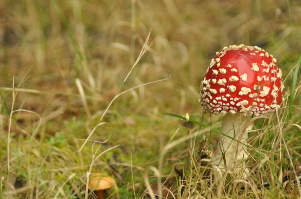 Cogumelo Toadstool Vermelho Floresta Enquanto Não Comestível Venenoso — Fotografia de Stock