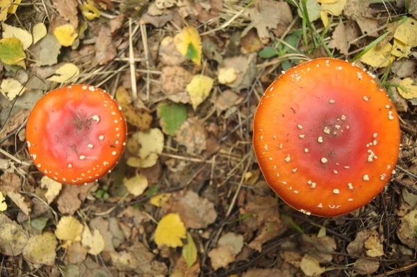 Crapaud Rouge Champignon Dans Forêt Tandis Que Non Comestible Toxique — Photo