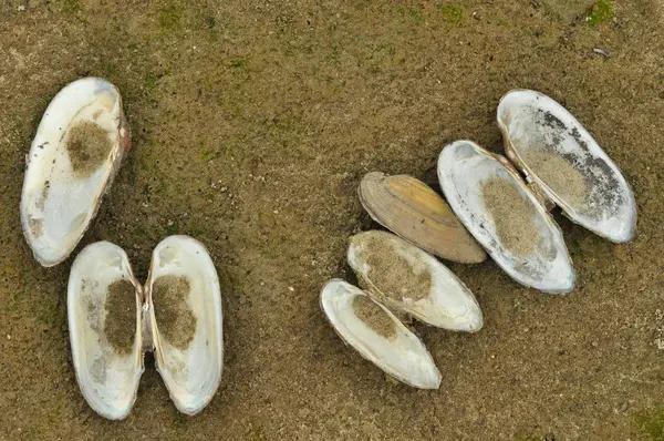 Shells Mussels Beach Sandy Bank Vistula Environment Unregulated River — Stock Photo, Image