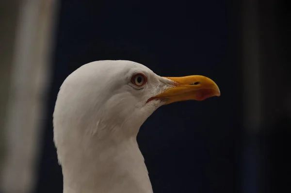 Gabbiano Romano Nel Porto Venezia Ritratto Uccello Adulto — Foto Stock