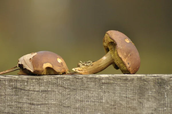 Mushrooms Forest Mushrooming Autumn Edible Poisonous Mushrooms Fruiting Bodies Produce — Stock Photo, Image