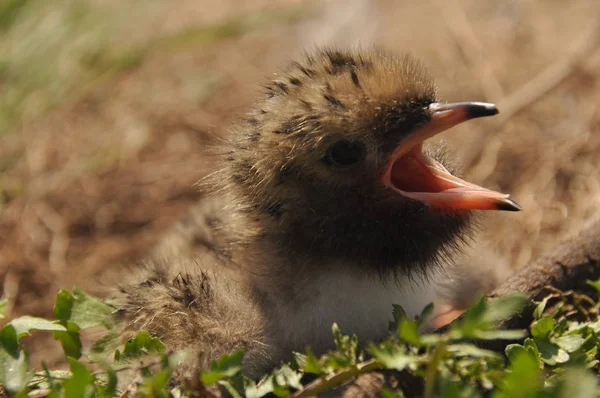 Schlangenküken Warten Einem Nest Auf Der Erde Auf Futter Von — Stockfoto