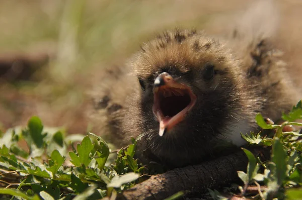 Schlangenküken Warten Einem Nest Auf Der Erde Auf Futter Von — Stockfoto