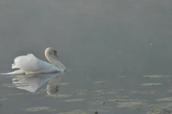 白鳥をミュート 白い大きな鳥 湖に浮かぶ — ストック写真