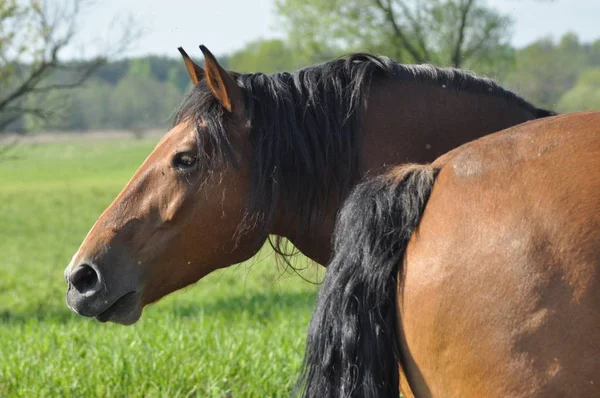 Workhorse Grazing Pasture Meadow Valley Bug — Stock Photo, Image