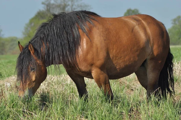 Workhorse Grazing Pasture Meadow Valley Bug — Stock Photo, Image