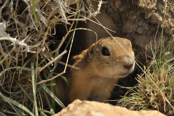 Gopher dışarı yuva arıyor. Hayatı için tehlike. Türkiye