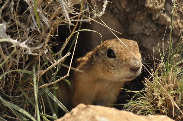 Gopher looking out of the burrow. Danger to life. Central Turkey