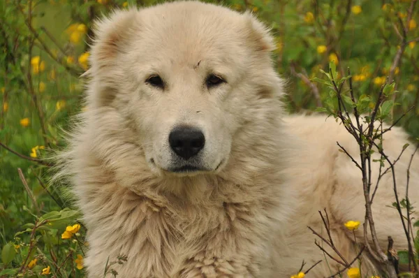 Çoban çayır on yalan ve sürü koruma köpeği. Tehlikeli yarış.