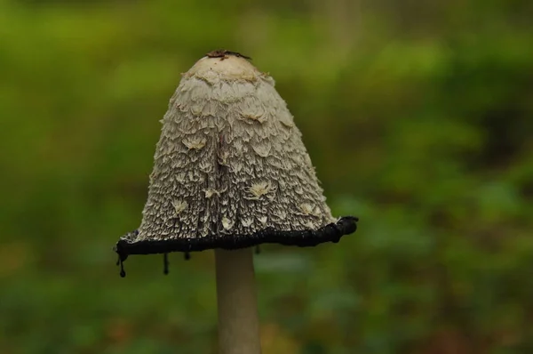 Καρποφόρα Όργανα Από Τον Μύκητα Aspergillus Δάσος Bialowieza Πρωτογενών Δασών — Φωτογραφία Αρχείου