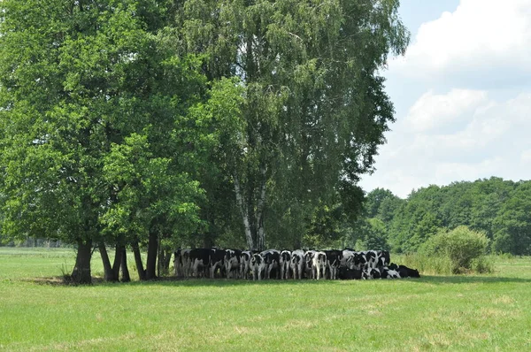 Krowy Pasące Się Łące Szczelnie Góry Zwierzęta Gospodarskie Pastwisko — Zdjęcie stockowe