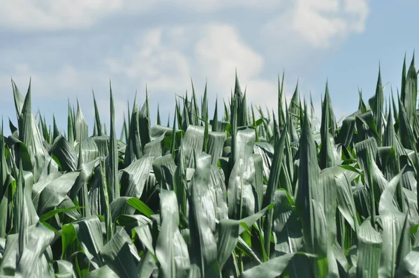 Field corn. Leaves of corn on a background of the sky. The growth of the crop. The maturation of the crop.