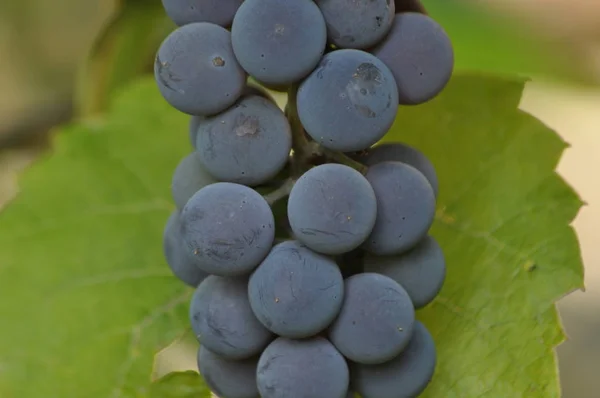 Ramo Uvas Púrpuras Colgando Vid Sobre Fondo Hojas Verdes — Foto de Stock