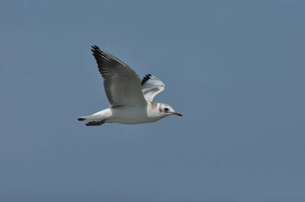 Gökyüzünde deniz martı. Baltık Denizi.