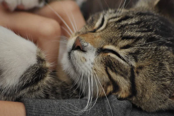 Small Kitten Sitting Girl Lap Stroking Hugging Mascot Pet — Stock Photo, Image