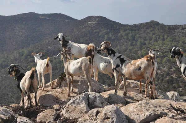 Cabras Pastando Las Colinas Del Parque Nacional Akamas Chipre —  Fotos de Stock