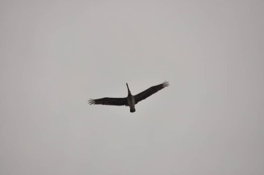 Kahverengi Pelikan. Büyük Gaga okyanus üzerinde uçan bir kuş. Karayipler.