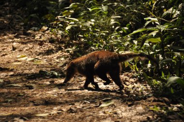 Coati. Yiyecek bulmak ormanda dolaşıp uzun ve kabarık bir kuyruğu ile bulanık bir memeli.