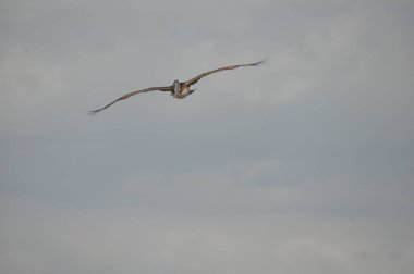 Kahverengi Pelikan. Büyük Gaga okyanus üzerinde uçan bir kuş. Karayipler.