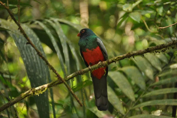 Trogón Cola Plana Encaramado Una Rama Bosque Tropical Gamboa Panamá — Foto de Stock