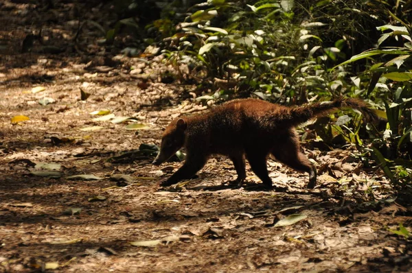 Coati Mammifère Flou Avec Une Longue Queue Duveteuse Errant Dans — Photo