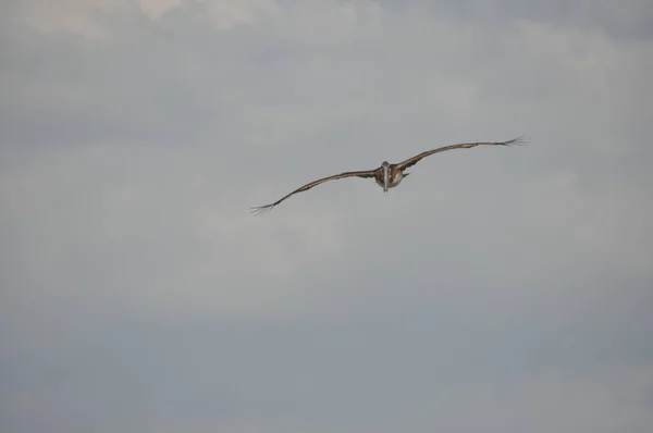 Pelikan Brunatny Ptak Dużym Dziób Latający Nad Oceanem Karaiby — Zdjęcie stockowe