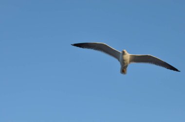 Kafanın üzerinden uçan martı. Endişe verici kuş