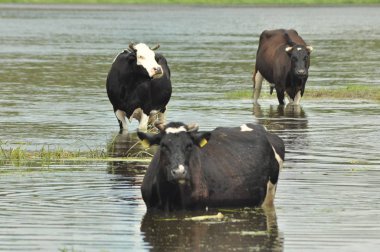 İnekler nehre hata, sulama