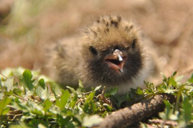 Sumru piliç gıda yere bir yuvada ebeveynlerinden bekliyor.