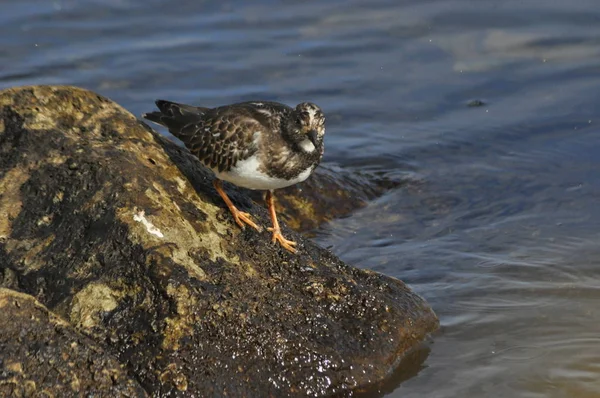 Ruddy Turnstone Corriendo Por Orilla Del Mar Pájaro —  Fotos de Stock