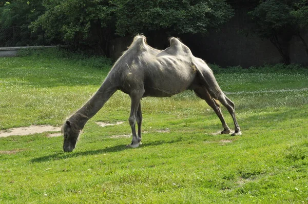 Верблюд Зоопарке Млекопитающие Пустыни — стоковое фото