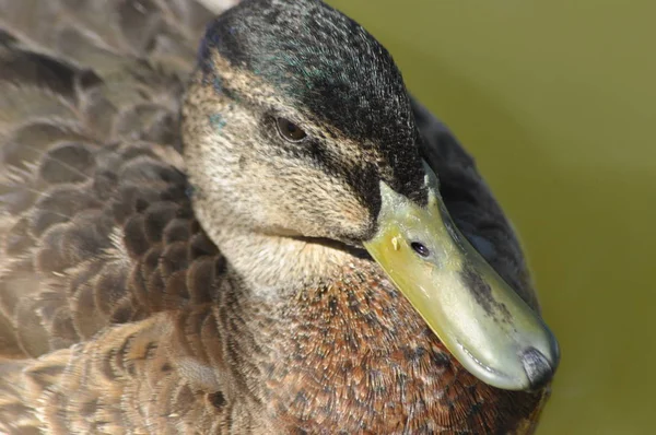 Pato Mallard Pássaro Selvagem Flutuar Lago Retrato Animal — Fotografia de Stock